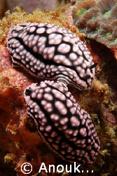 A pair of mating Phyllidiella zeylanica. by Anouk Houben 